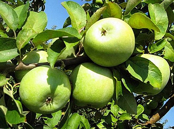 Prednosti in slabosti jabolk Semerenko, sajenje in nega
