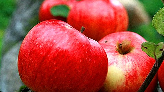 Za i protiv sorti jabuka Shtreyfling, sadnja i njega