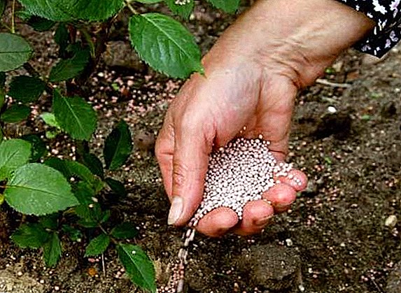 Según el experto, los fertilizantes baratos ya no estarán disponibles en Ucrania.