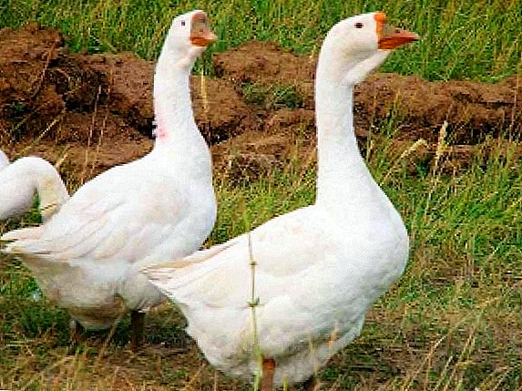 Why geese are sick: a list of diseases and methods of their treatment