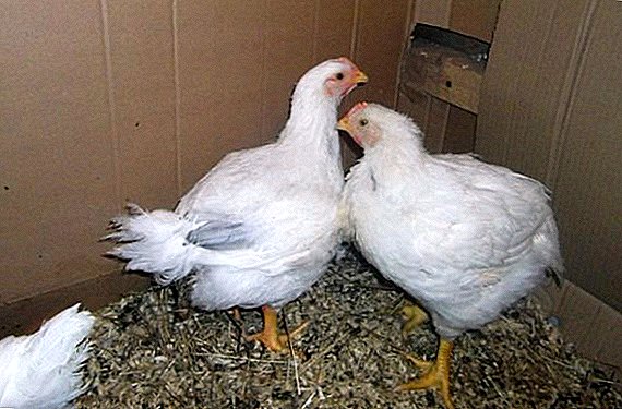 Why broilers do not grow