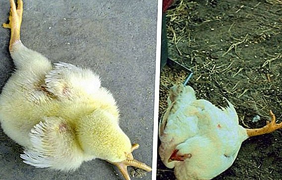Why broilers fall to their feet