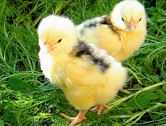 Warum picken sich Hühner gegenseitig?