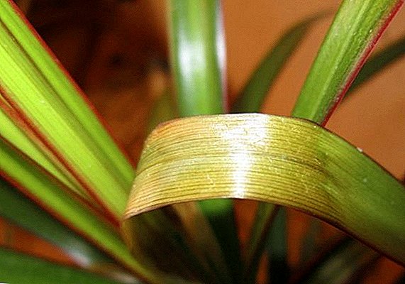 Why dracaena sheds leaves and what to do?