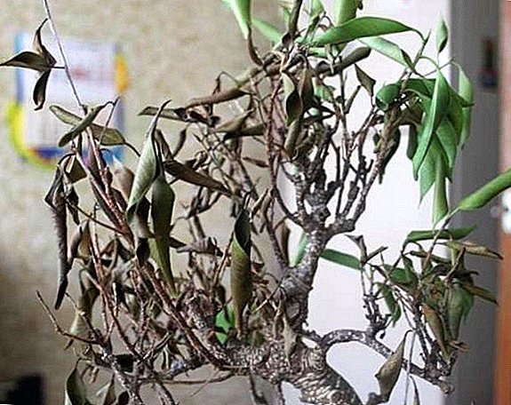 Waarom ficus benjamina bladeren afwerpt en hoe de plant te helpen