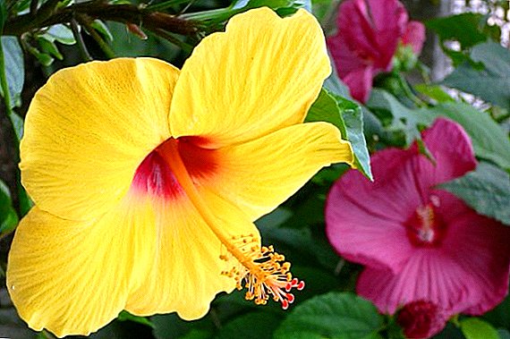 Why hibiscus is called the flower of death