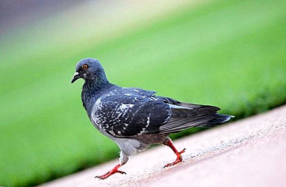 Why do pigeons nod their heads when they walk