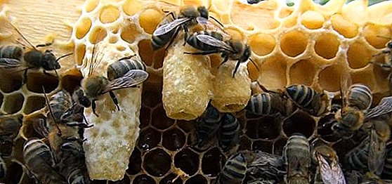 मधुमक्खियों क्यों, कब और कैसे झुंड में आती हैं। मधुमक्खियों के झुंड को कैसे रोकें, फोटो, वीडियो