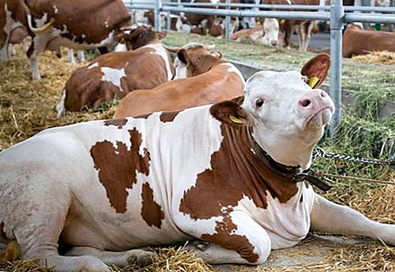 ¿Por qué la vaca no se levanta después del parto?