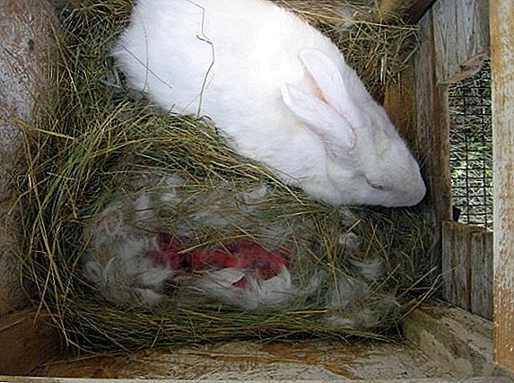Why did the rabbit give birth to dead rabbits