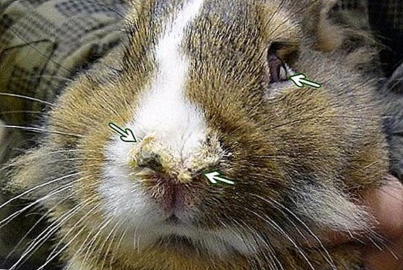 Warum das Kaninchen grunzt und schwer atmet