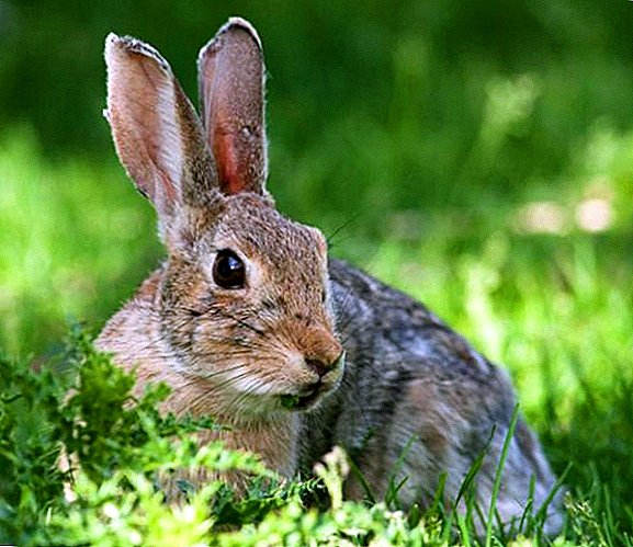 Warum beißt das Kaninchen die Zähne zusammen und frisst nicht