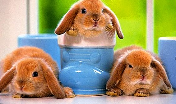 Warum Kaninchen schlecht wachsen und nicht zunehmen