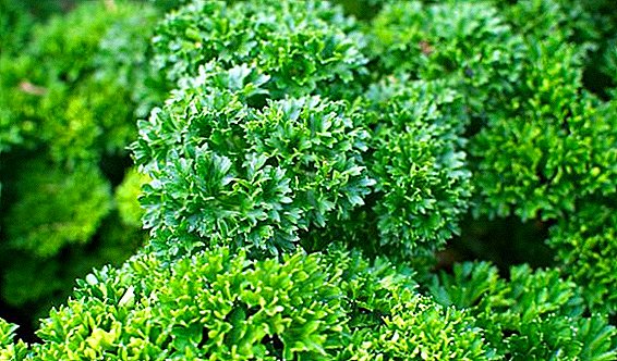 Why curly parsley is forbidden to use?