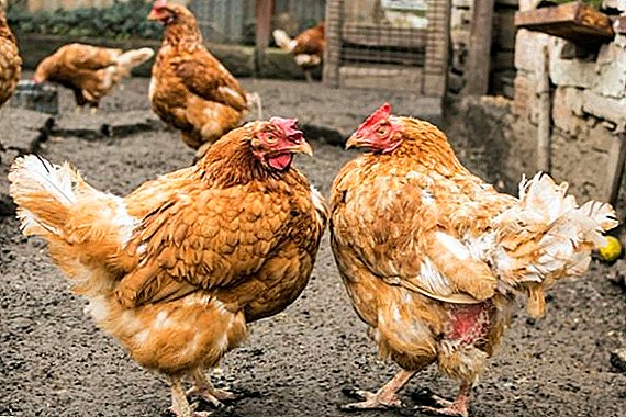 Hvorfor kyllinger hakker hverandre mot blodet