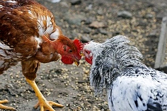 Por que galinhas bicam galo