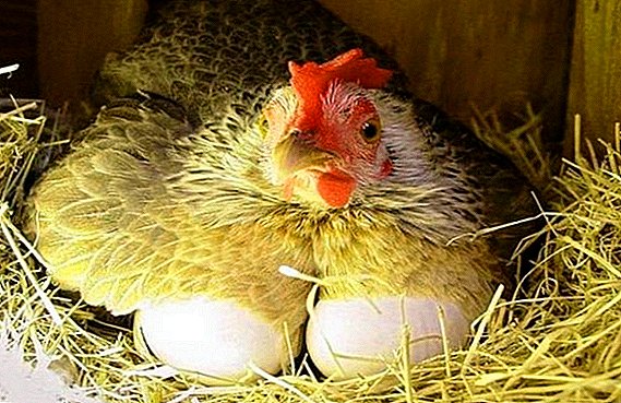 Por que as galinhas bica os ovos e o que fazer?