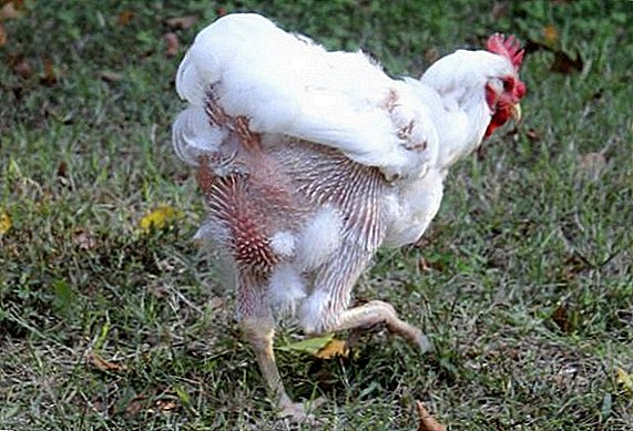 Why chickens go bald and how to treat