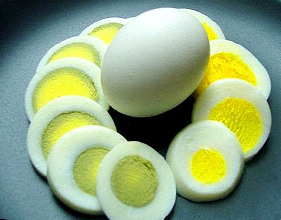 Prečo kurčatá nosia vajcia so zeleným žĺtkom