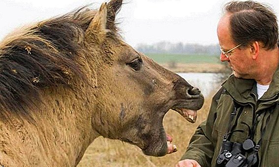 Hvorfor bider en hest og hvordan man stopper den