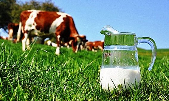 ¿Por qué huele mal la leche de vaca?