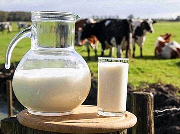 Zakaj kravje mleko postane grenko