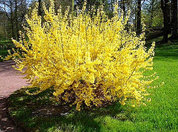 Tại sao không nở hoa forsytsiya, lỗi chính trong việc chăm sóc bụi cây