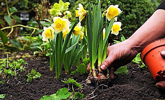 Why do not bloom daffodils: possible causes and their solution