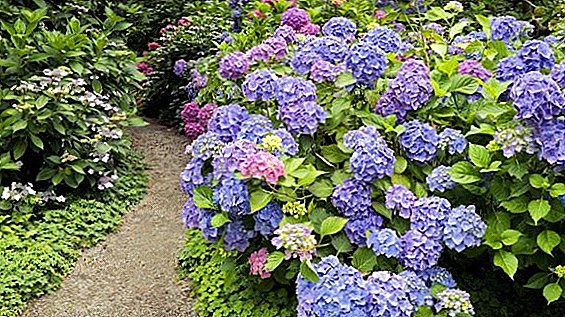 Why not grow hydrangea, the main disease of the flower