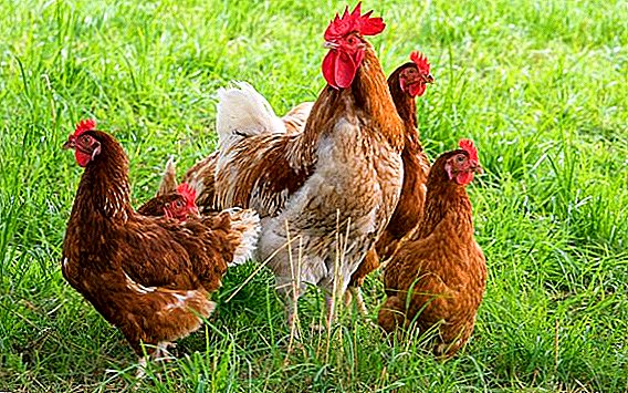 Why chickens are falling
