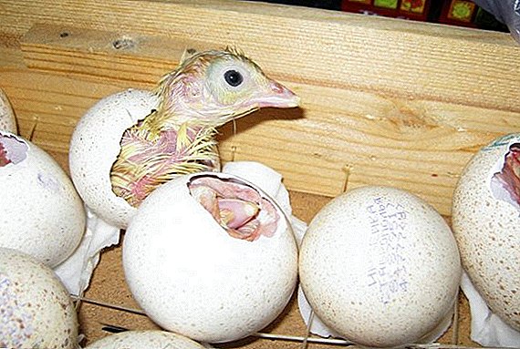 De ce mănâncă ouăle de curcan într-un ou și de ce pot muri curcani mici?