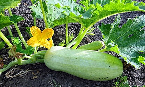 Why there is a barren flower on zucchini