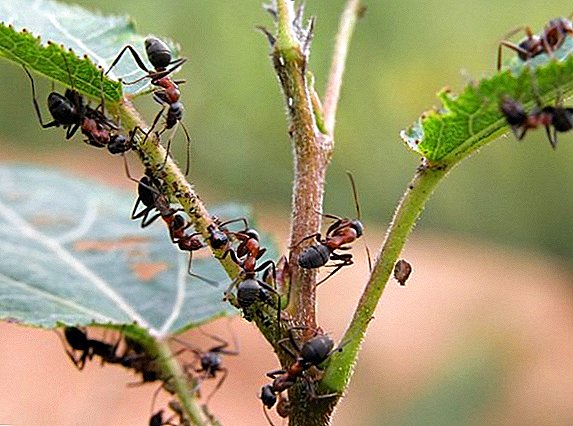 Waarom mieren verschijnen en hoe ze uit de villa kunnen komen