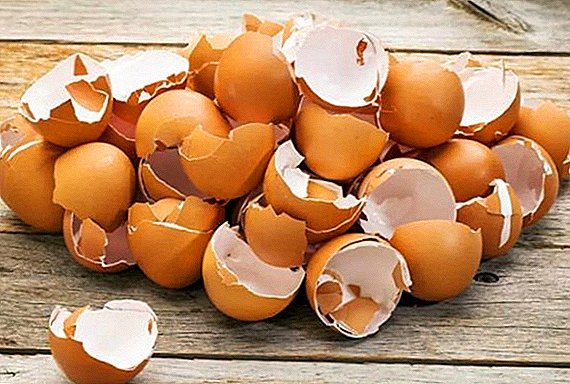 لماذا قذيفة من البيض بألوان مختلفة