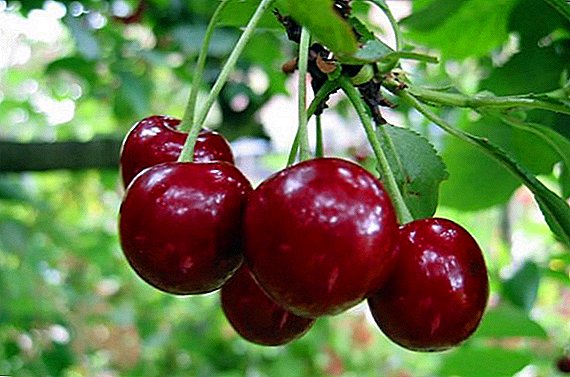 Why cherries dry: prevention and treatment of moniliosis on cherries and cherries