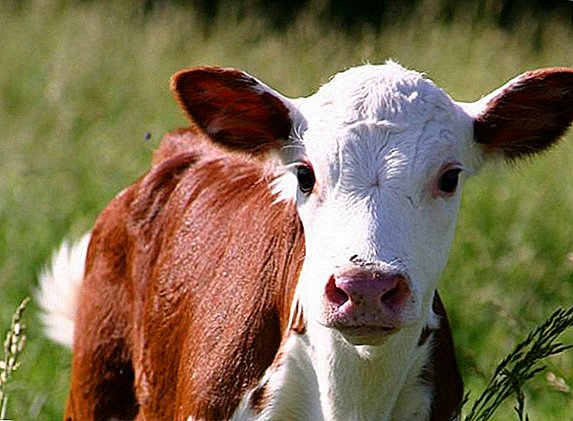 Why does the calf cough and how to treat it