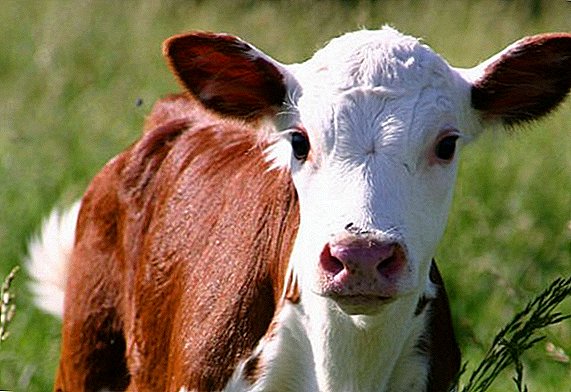 Why the calf is sluggish and eats poorly: what to do