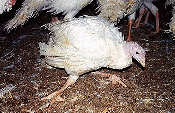 Why do turkeys turn out their legs