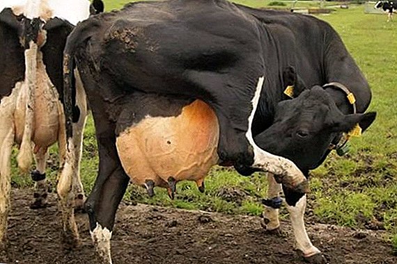 Why do cows have white discharge?