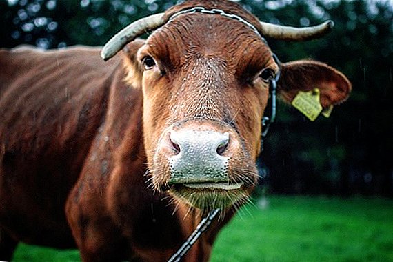 De ce o vacă nu are gumă și ce să facă în acest caz