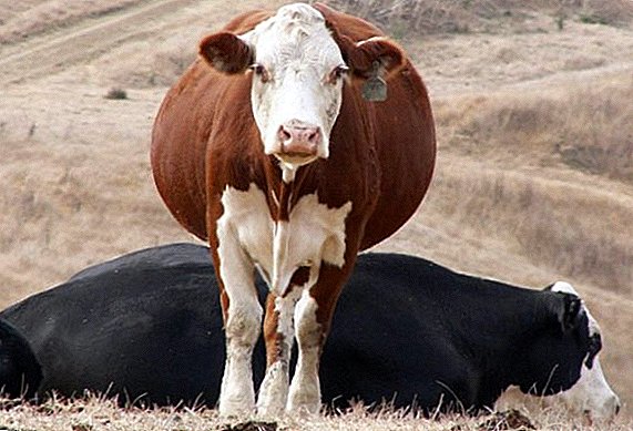لماذا البقرة لديها الاجهاض