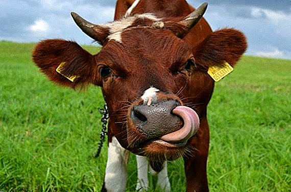 Miks lehmad söövad