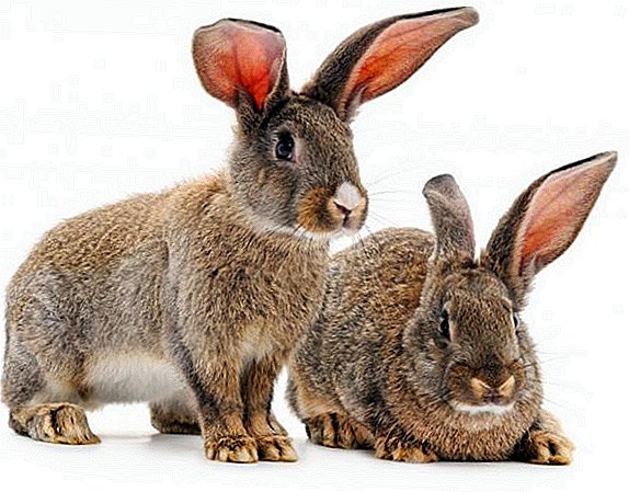 Hvorfor har kaninen varme og kolde ører