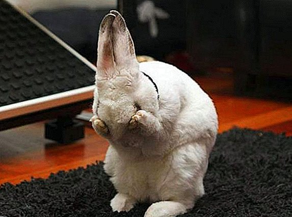 Por que os coelhos têm olhos inchados e lacrimosos