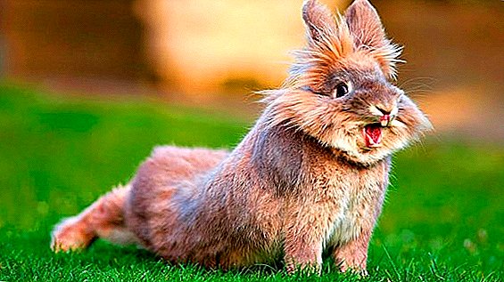 Why rabbits are taken away from the hind legs