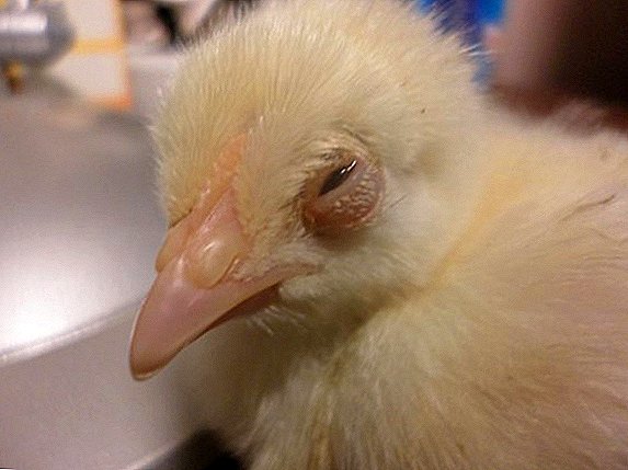 لماذا الدجاج قد تورم العينين
