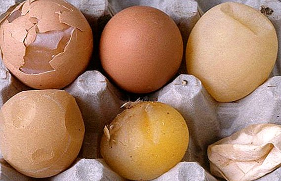 لماذا يكون بيض الدجاج قذائف رقيقة؟