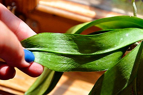 Why do orchids fall leaves and what to do