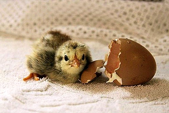 ¿Por qué los polluelos no nacieron en la incubadora?