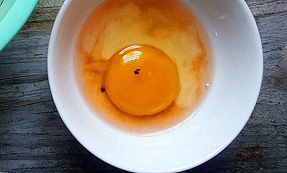 Why there is blood in chicken eggs